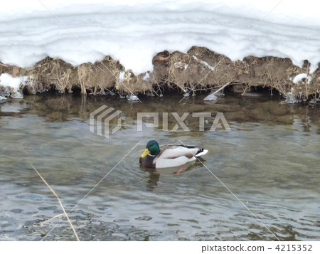 鴨 4215352