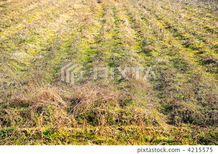 京都大倉建築起源於Ogura Bako的出生地 4215575