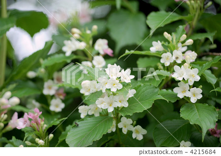 箱根崎 箱根崎 4215684