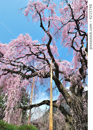 垂枝櫻花 一本櫻 櫻花 4215748