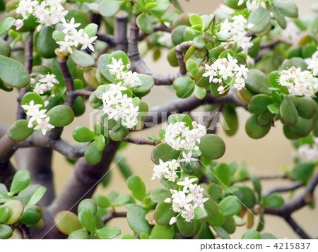 Kanenonaruki（Kagetsuki：Kagetsu） 4215837