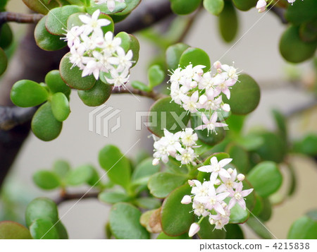 Kanenonaruki（Kagetsuki：Kagetsu） 4215838