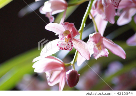 Cymbidium (pink) Cymbidium (pink) 4215844