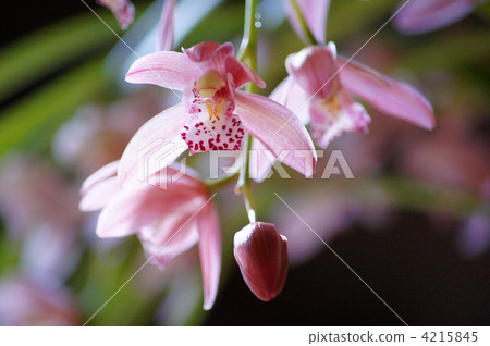 Cymbidium (pink) Cymbidium (pink) 4215845