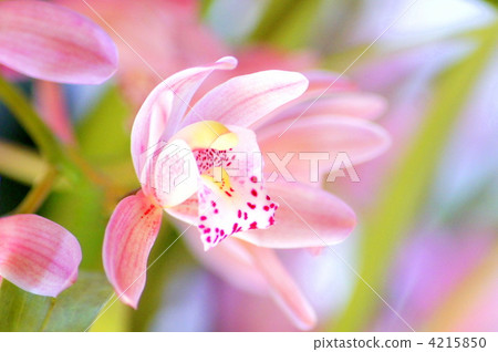 Cymbidium (pink) Cymbidium (pink) 4215850