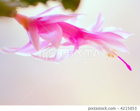 Shakobaba cotton (pink) 4215853
