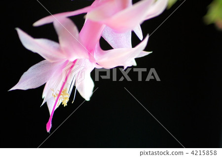 Shakobaba cotton (pink) 4215858