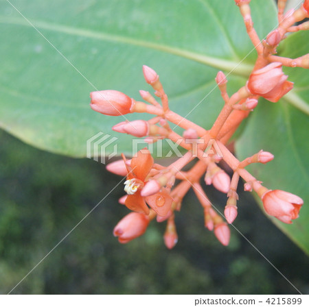 花朵 花 花卉 4215899