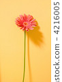 gerbera, gerberas, botanic 4216005
