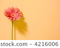 gerbera, gerberas, botanic 4216006