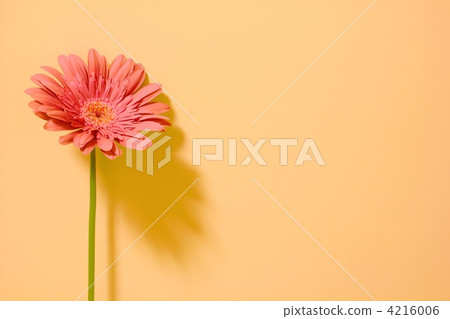 非洲菊 植物 植物學 4216006