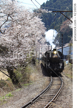 Cherry blossoms and steam locomotive Cherry blossoms and steam locomotive 4216036
