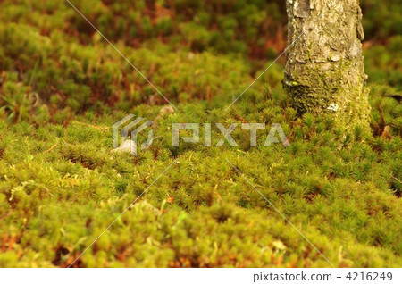 Sugoro Sugoro 4216249