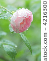 Pink rose with waterdrop 4216300