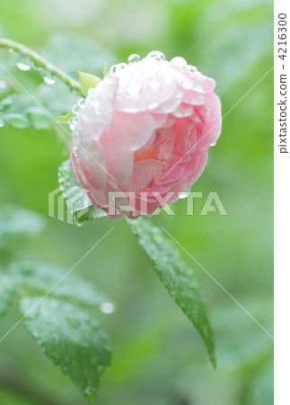 Pink rose with waterdrop 4216300