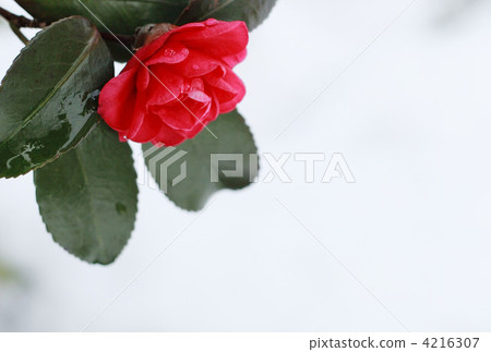 Squirrel in the snow 4216307