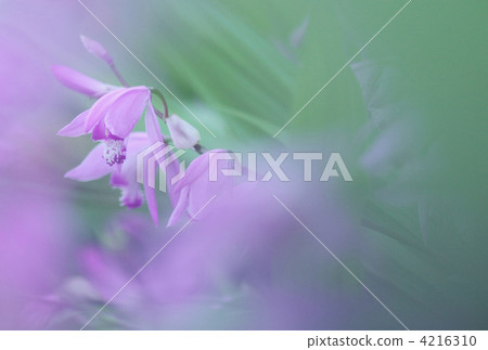 Purple silane 4216310