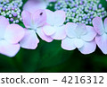 Hydrangea 4216312
