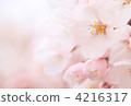 Cherry Blossom	 4216317