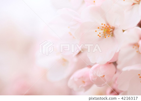 Cherry Blossom	 4216317