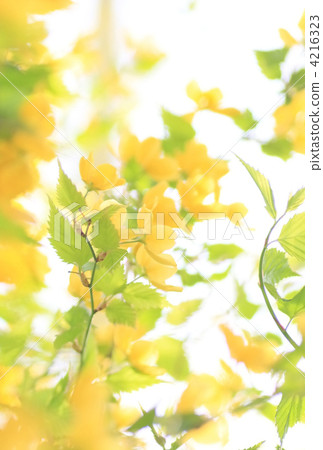 Yamabuki flower 4216323