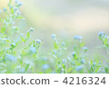 Forget-me-not grass 4216324