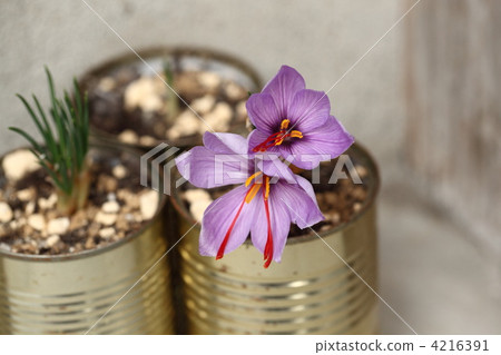 藏紅色 藏紅花 雄蕊 4216391