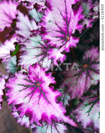 Rex Begonia 2 Rex Begonia 2 4216409