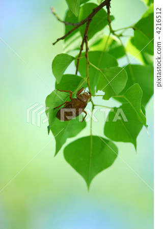 仲夏阿布拉澤米 仲夏阿布拉澤米 4216512