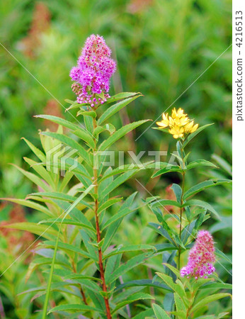 Hozakimotsuke Hozakimotsuke 4216513