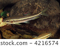 nipponocypris temminckii, freshwater fish, fish 4216574