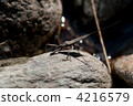 Sunbathing　 4216579