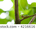 tree frog, frog, frogs 4216616