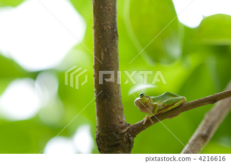 tree frog, frog, frogs 4216616