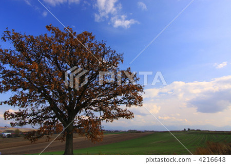 Seven Star Tree Seven Star Tree 4216648