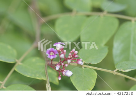 Tropical Asia Star Fruits · Gorenshi flowers Tropical Asia Star Fruits · Gorenshi flowers 4217238