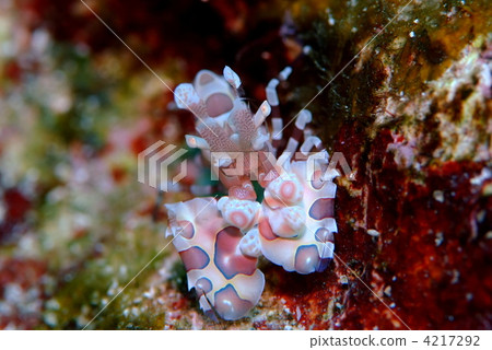 馬油炸 馬油炸 4217292