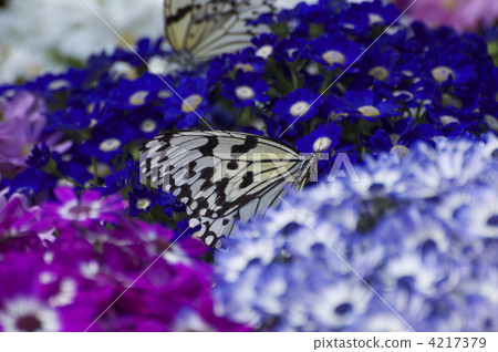 Butterflies and flowers 4217379