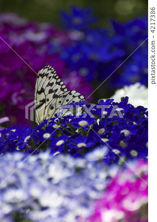 Butterflies and flowers 4217386