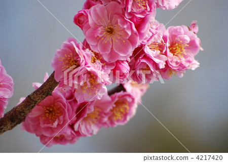 ume, Light Pink, eightfold 4217420