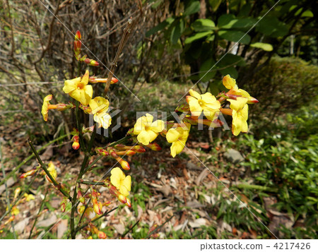 Yellow plum Yellow plum 4217426