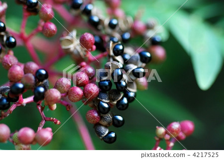 Inuzanshio fruits 4217525