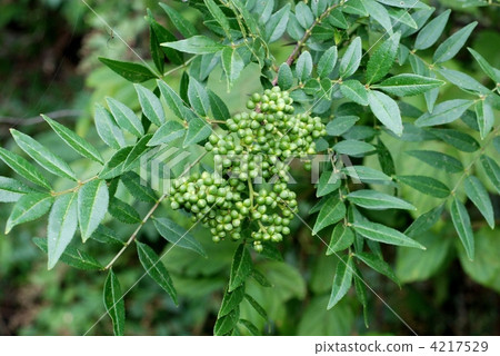 Inuzanshio fruits 4217529