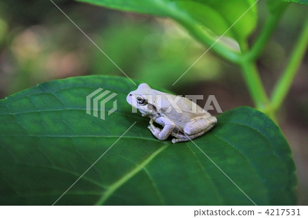 White frog 4217531