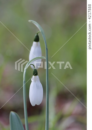 雪降 雪降 4217888