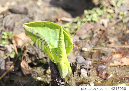 Lamina leaves Lamina leaves 4217930