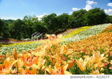 lilium maculatum, lilium elegans, lily park 4218173