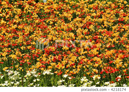 lilium maculatum, lilium elegans, lily park 4218174