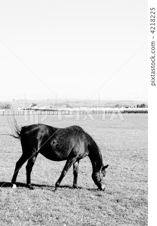 Horse  4218225