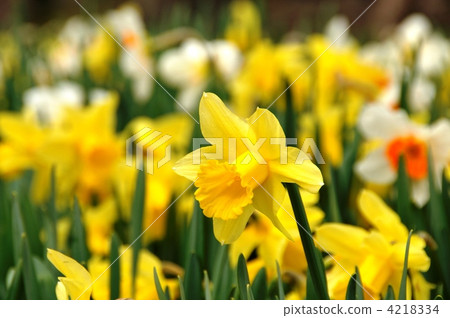 Narcissus 4218334
